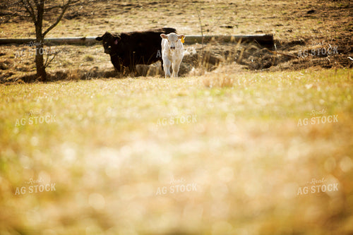 Calf - Charolais and Angus Cross 2252