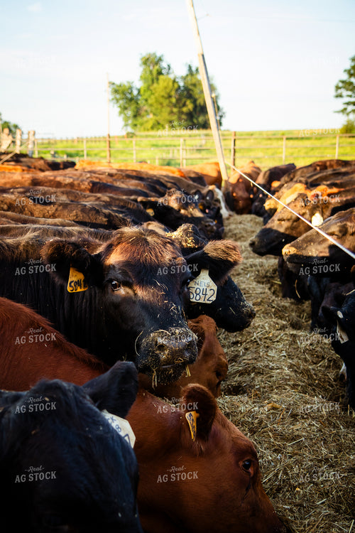 Feeding Cattle 268395