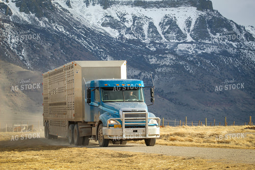 Livestock Semi Truck and Trailer Driving Down Scenic Road 78159