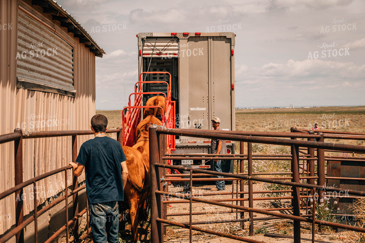 Angus Cattle in Chute with Farmers 97040