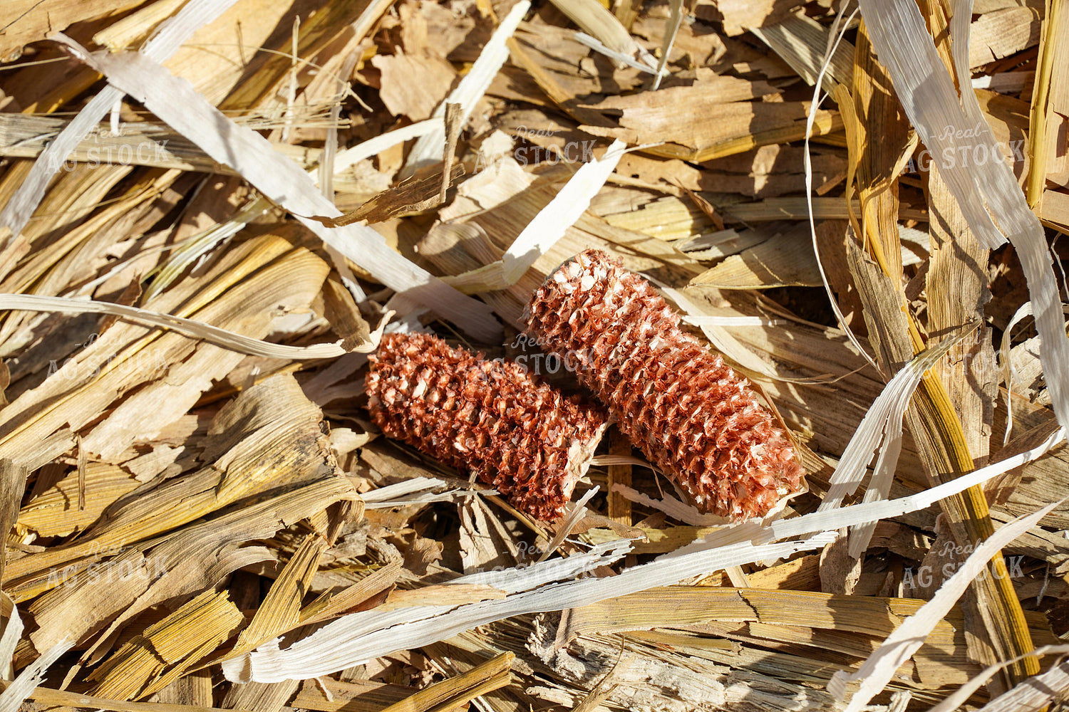 Corn Cob 65105