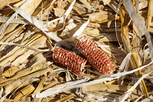Corn Cob 65105