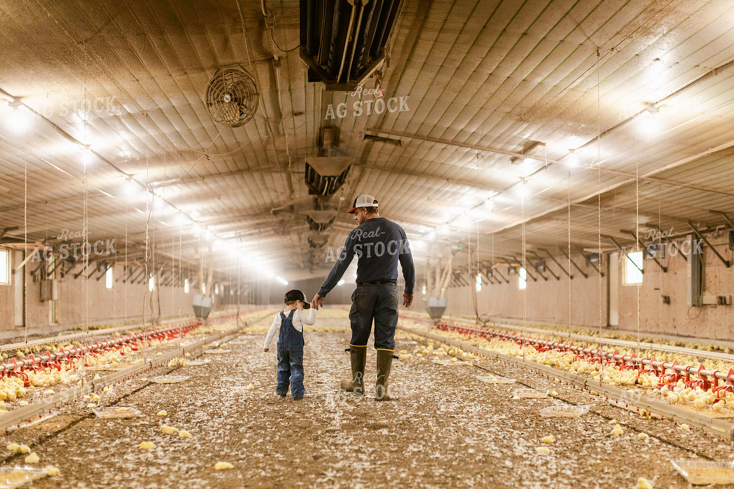 Farmer and Son in Chicken Barn 280003
