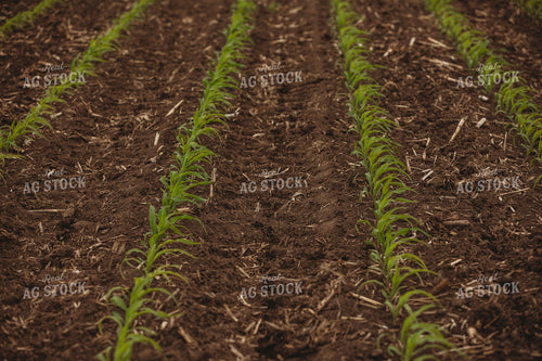 Side Dressing Fertilizer in Corn Field 5742