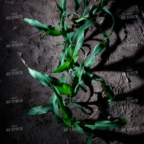Early Growth Corn Field 129152