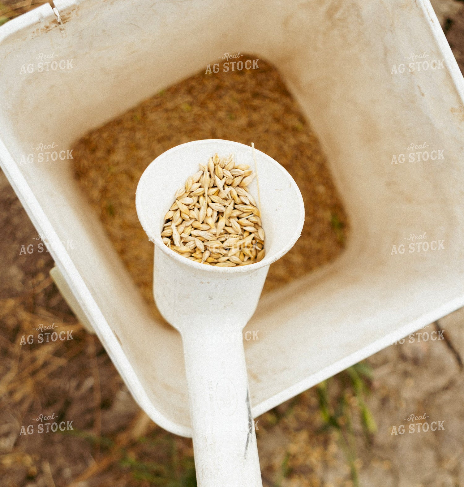 Sampling Harvested Wheat 187260
