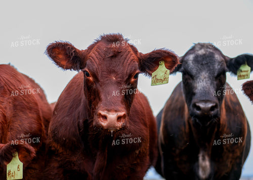 Cattle on Pasture 160207