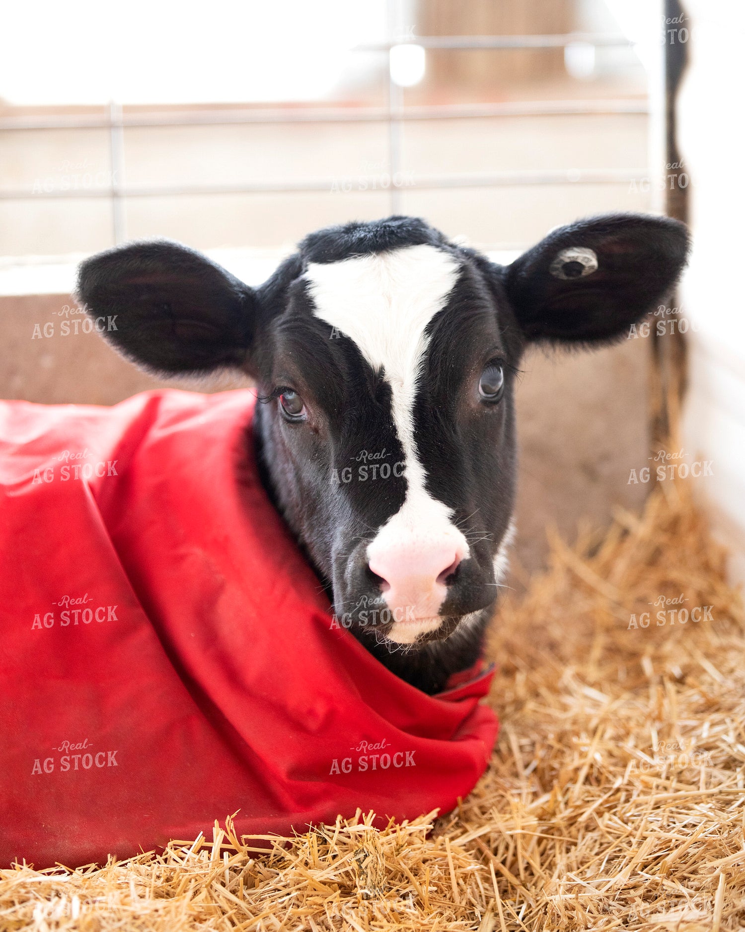 Holstein Calf with Blanket 55251