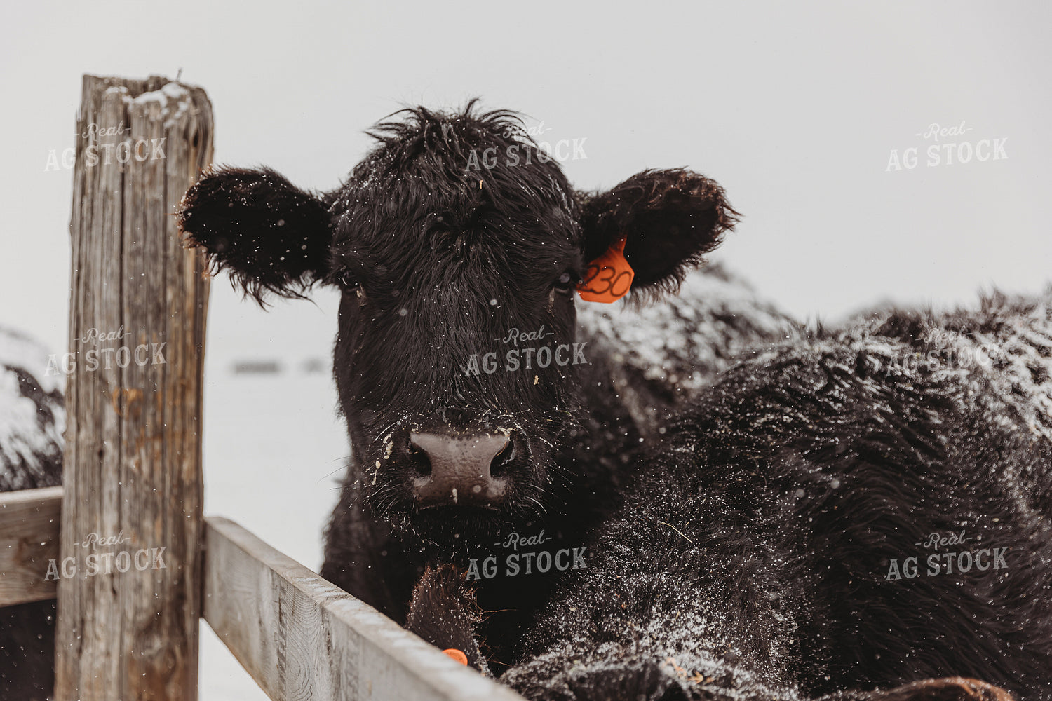 Cattle in Pasture 61119