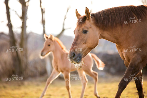Two Horses Side by Side 55118