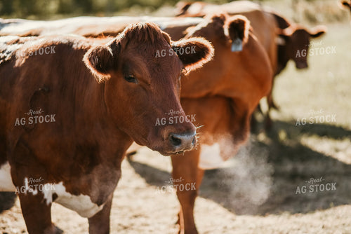 Angus Cattle 64255