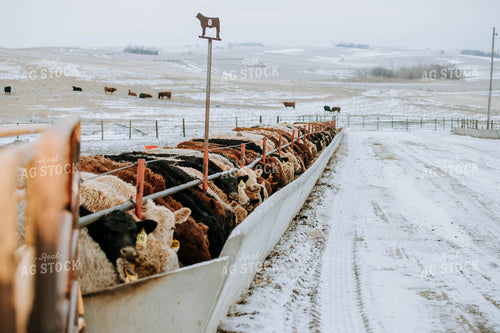 Cattle Eating out of Trough 77157