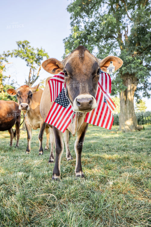 Patriotic Jersey Cow 270012