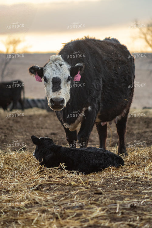 Cow Calf Pair 155358
