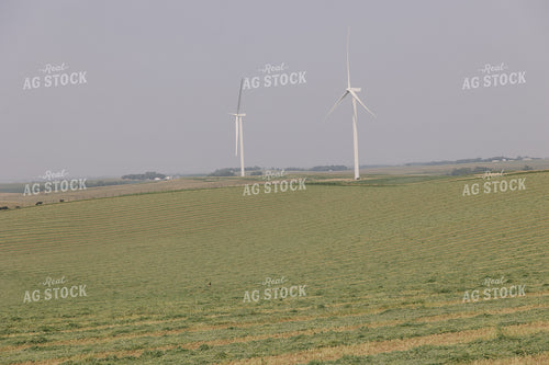 Windrowed Hay Silage Field 70068