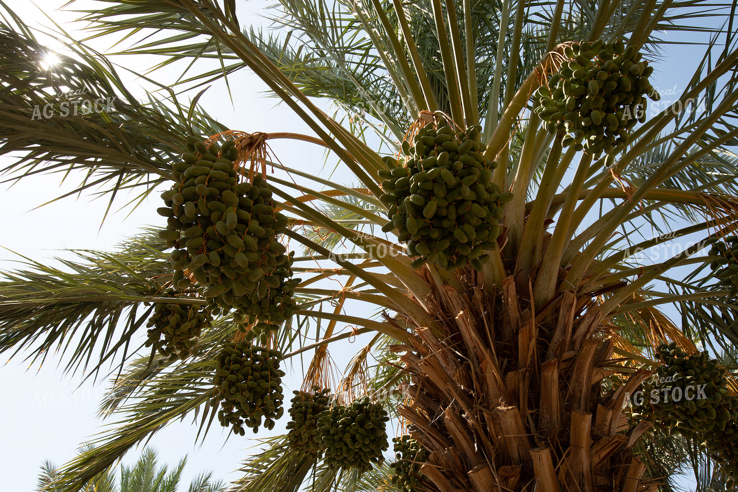 Date Tree 105004