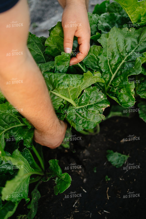 Checking Sugar Beets 204025
