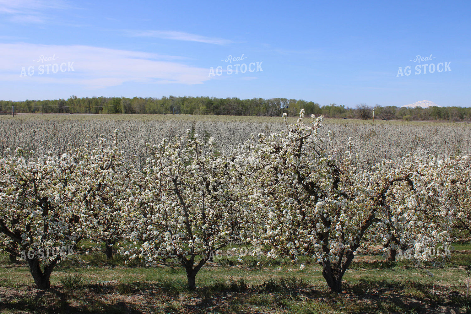 Apple Orchard 198024