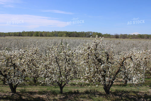 Apple Orchard 198024