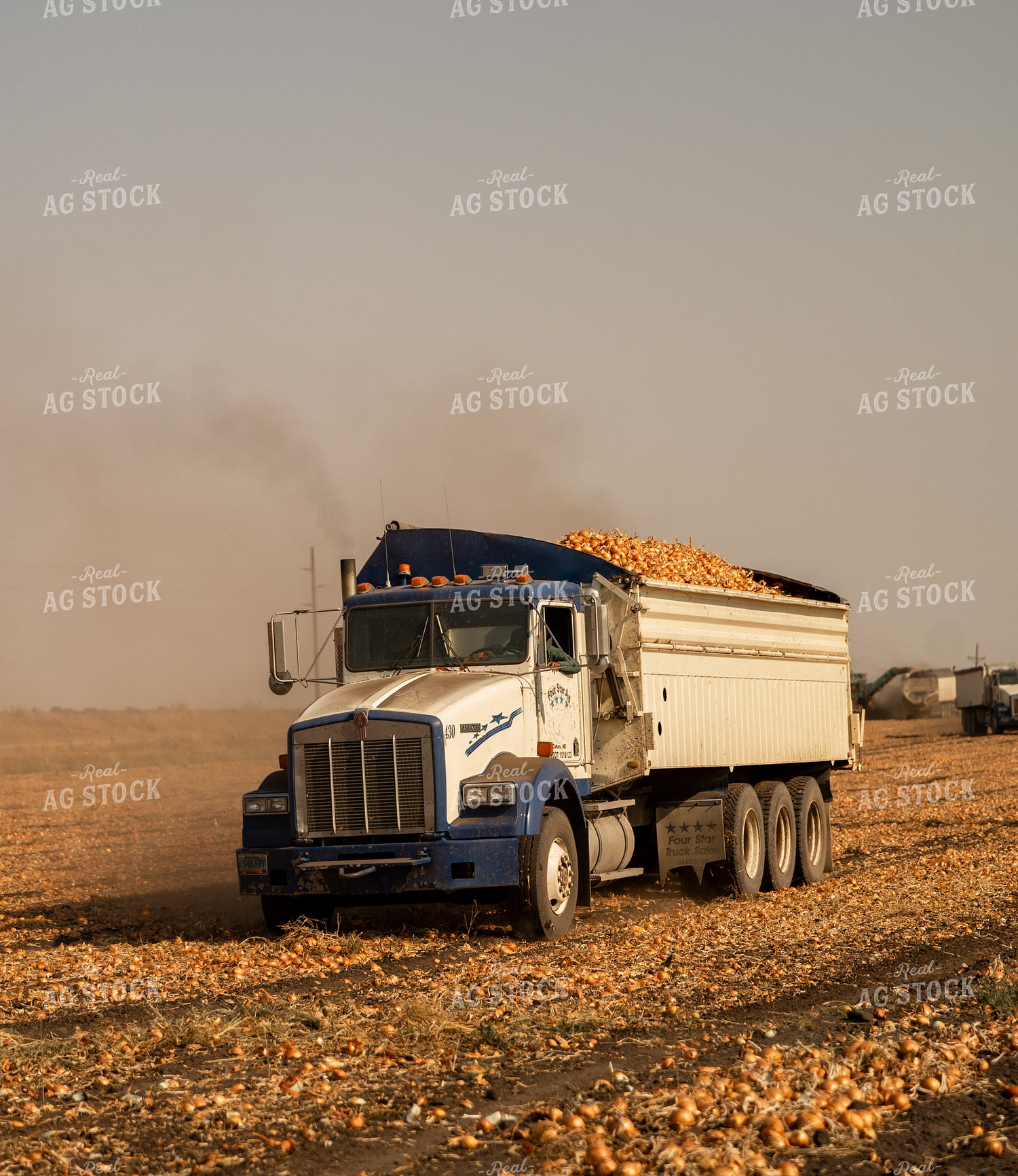 Onion Harvest 185178