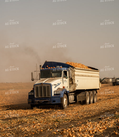 Onion Harvest 185178