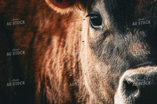 Jersey Calf 166016