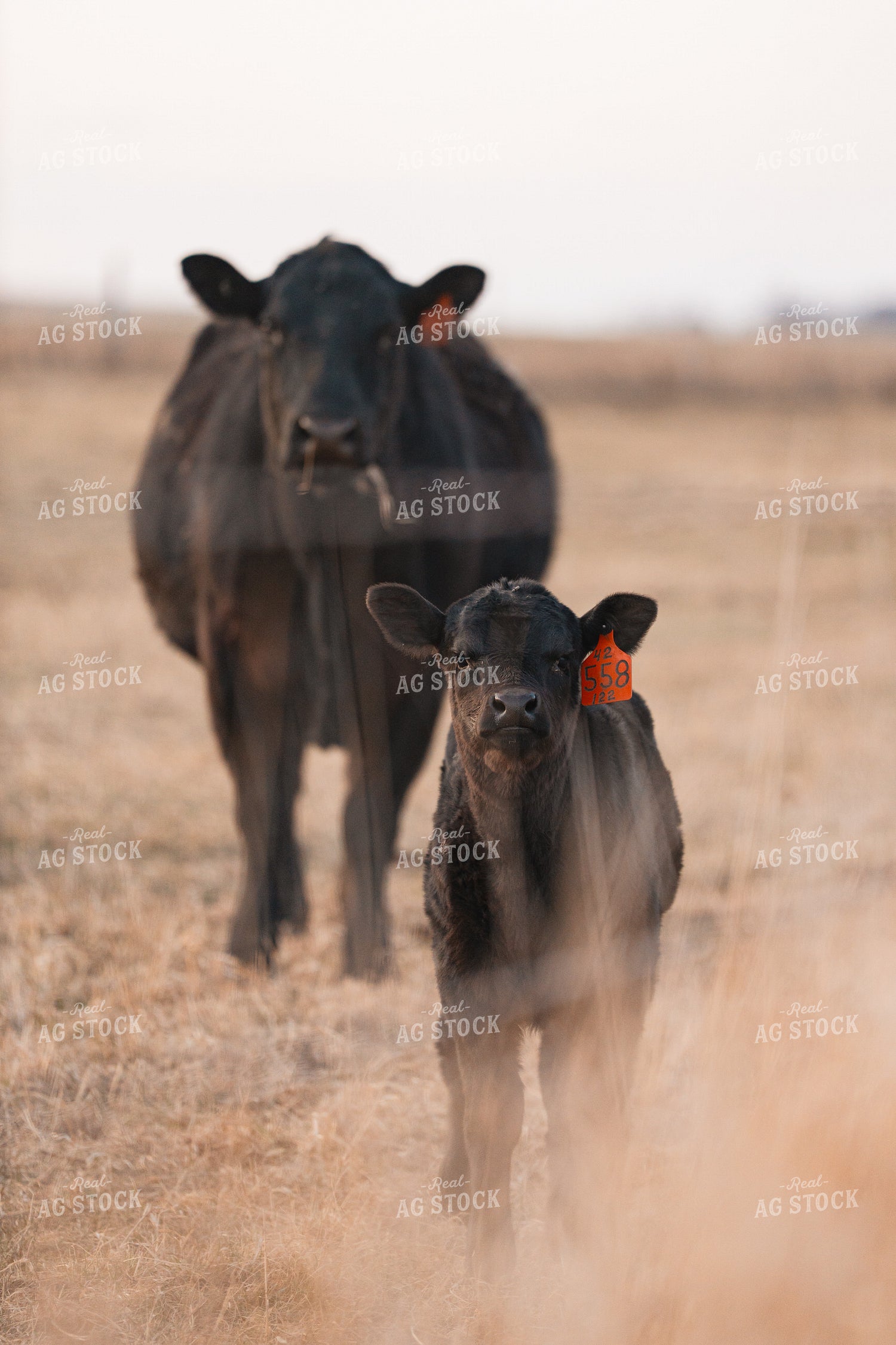 Cow Calf Pair 68318