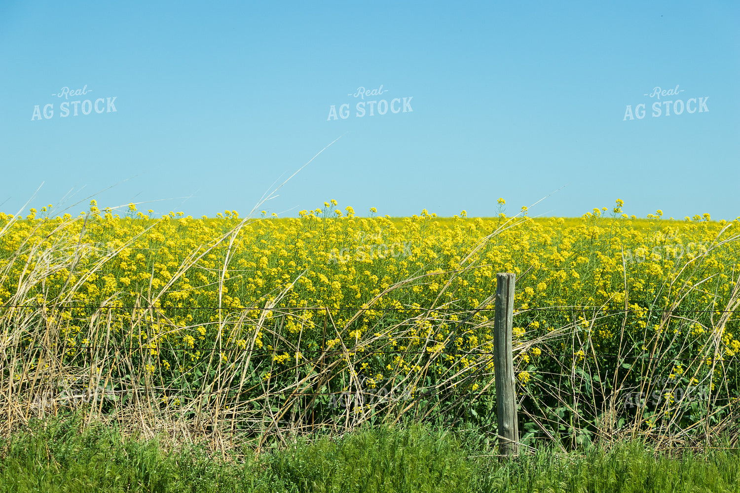 Canola Field 71019