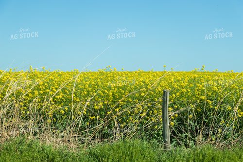 Canola Field 71019