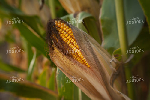Corn - Mid-Season 1308