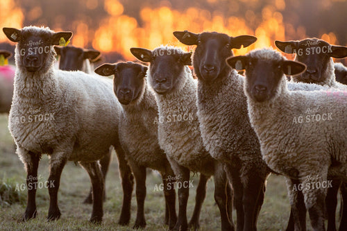 Sheep in Pasture 90068