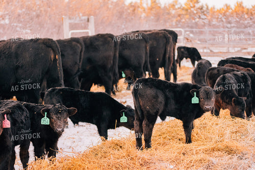 Calves Eating Hay in Winter 53099