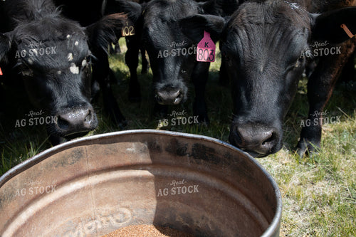 Cattle at Mineral Tub 117050