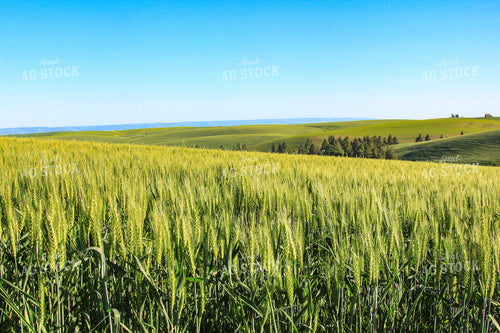 Scenic Wheat Field 188064