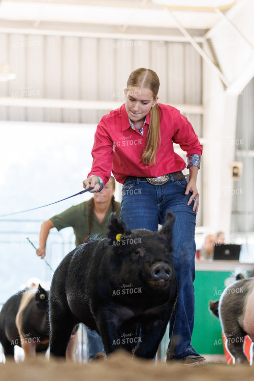 Showing Pigs 295077
