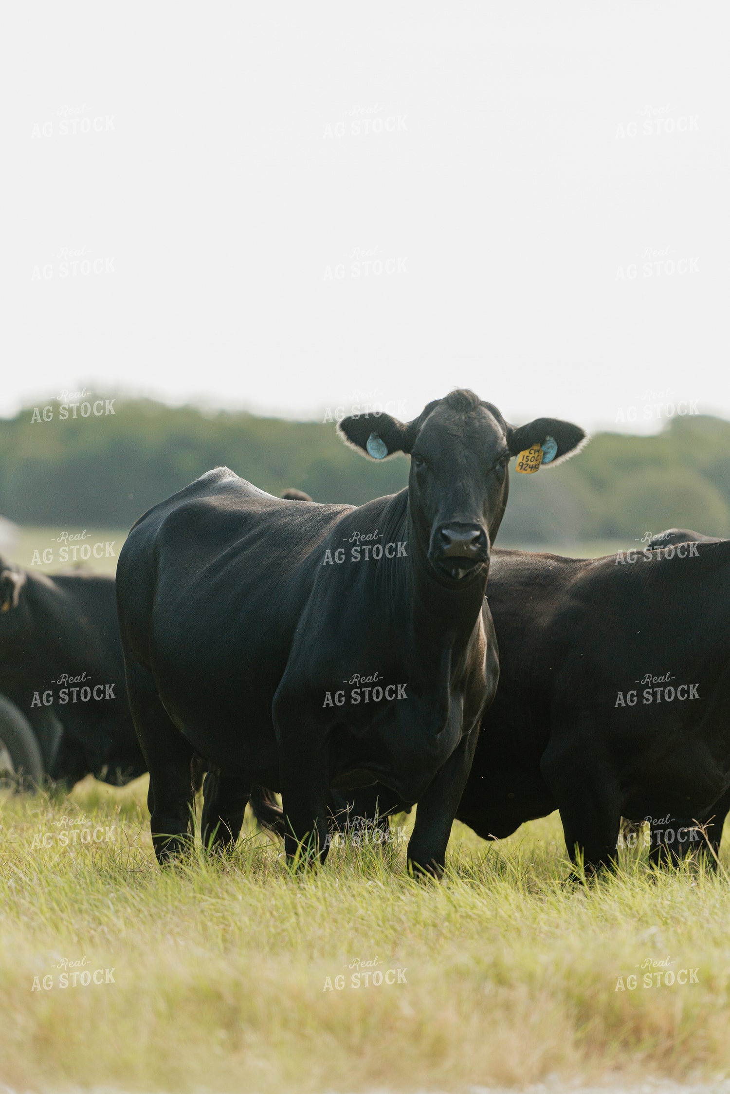 Cattle on Pasture 301037