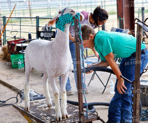 Farm Kid Prepping for Sheep Show 141702