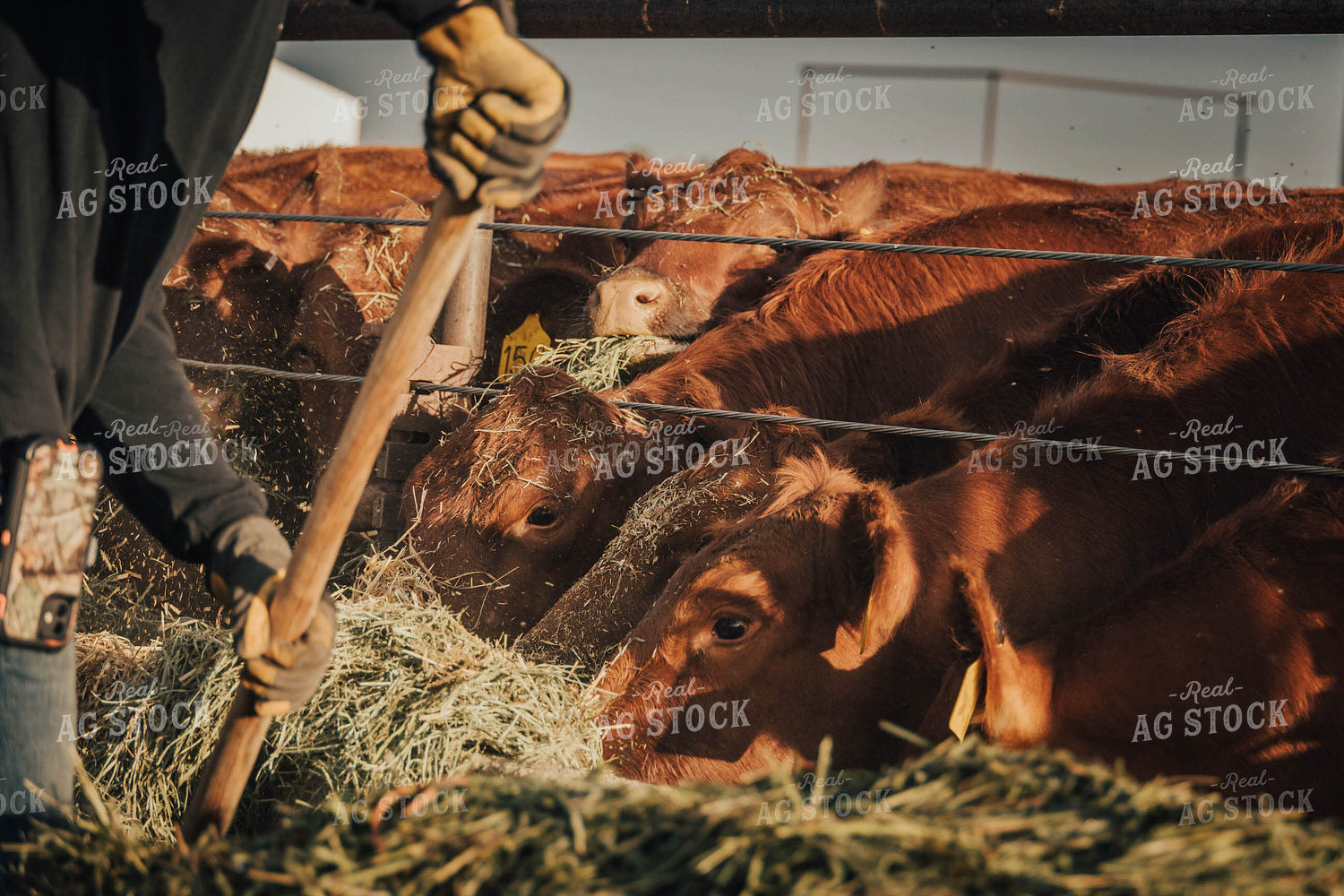 Angus Cattle Eating Out of Trough 97051