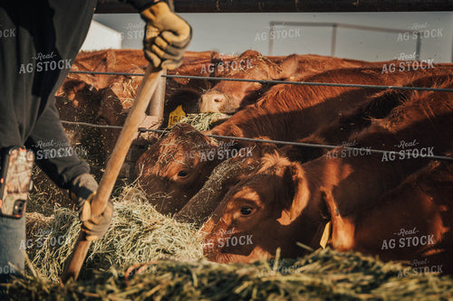 Angus Cattle Eating Out of Trough 97051