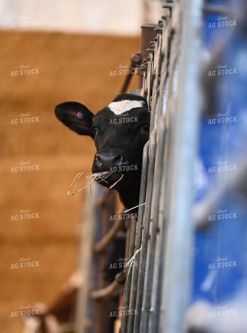 Cow in Barn 120019