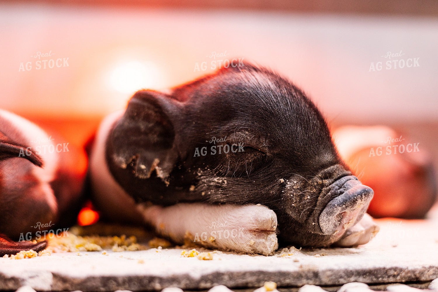 Hampshire Piglets 233018