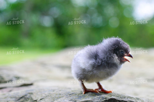 Chick 52081