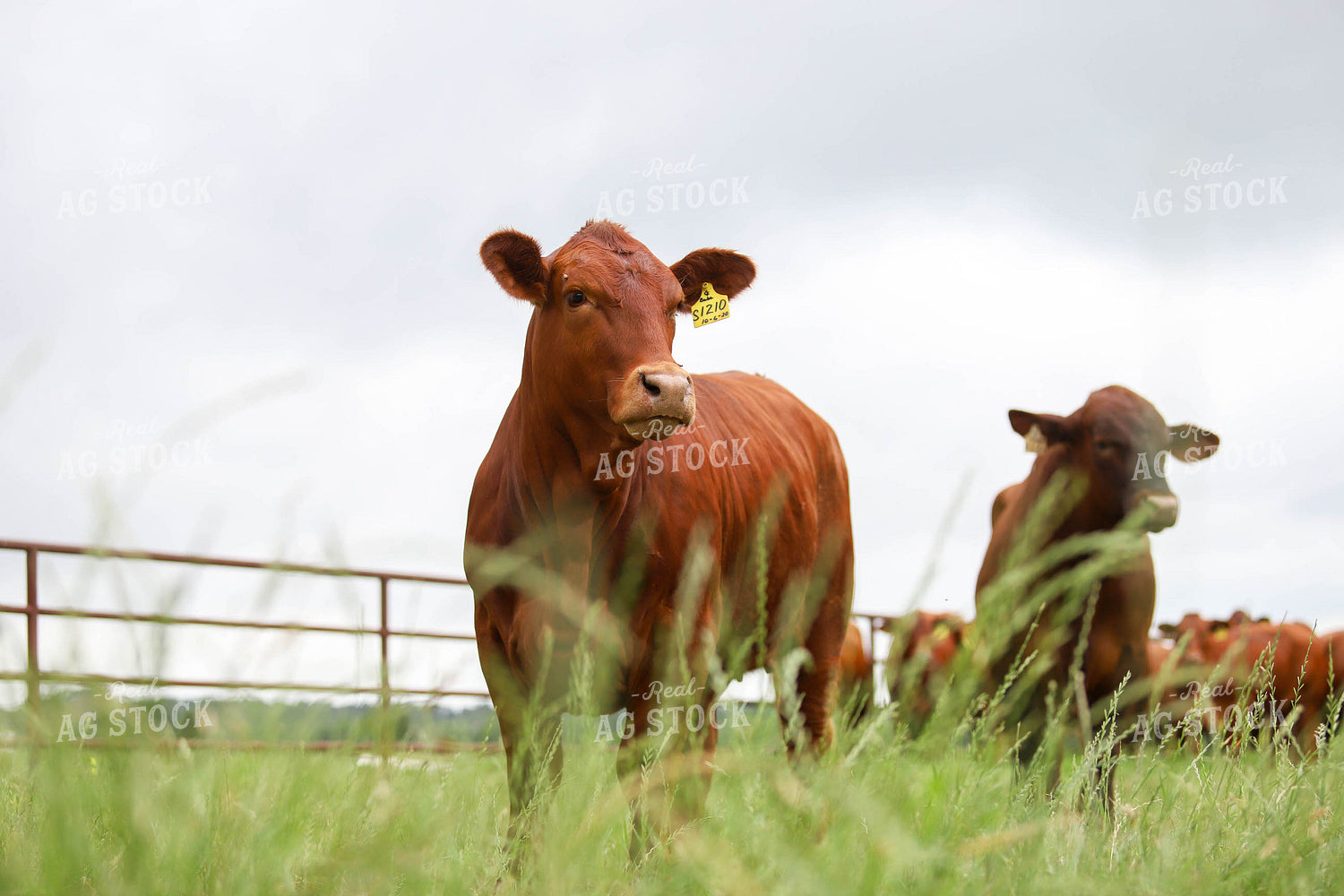 Cattle in Pasture 99018