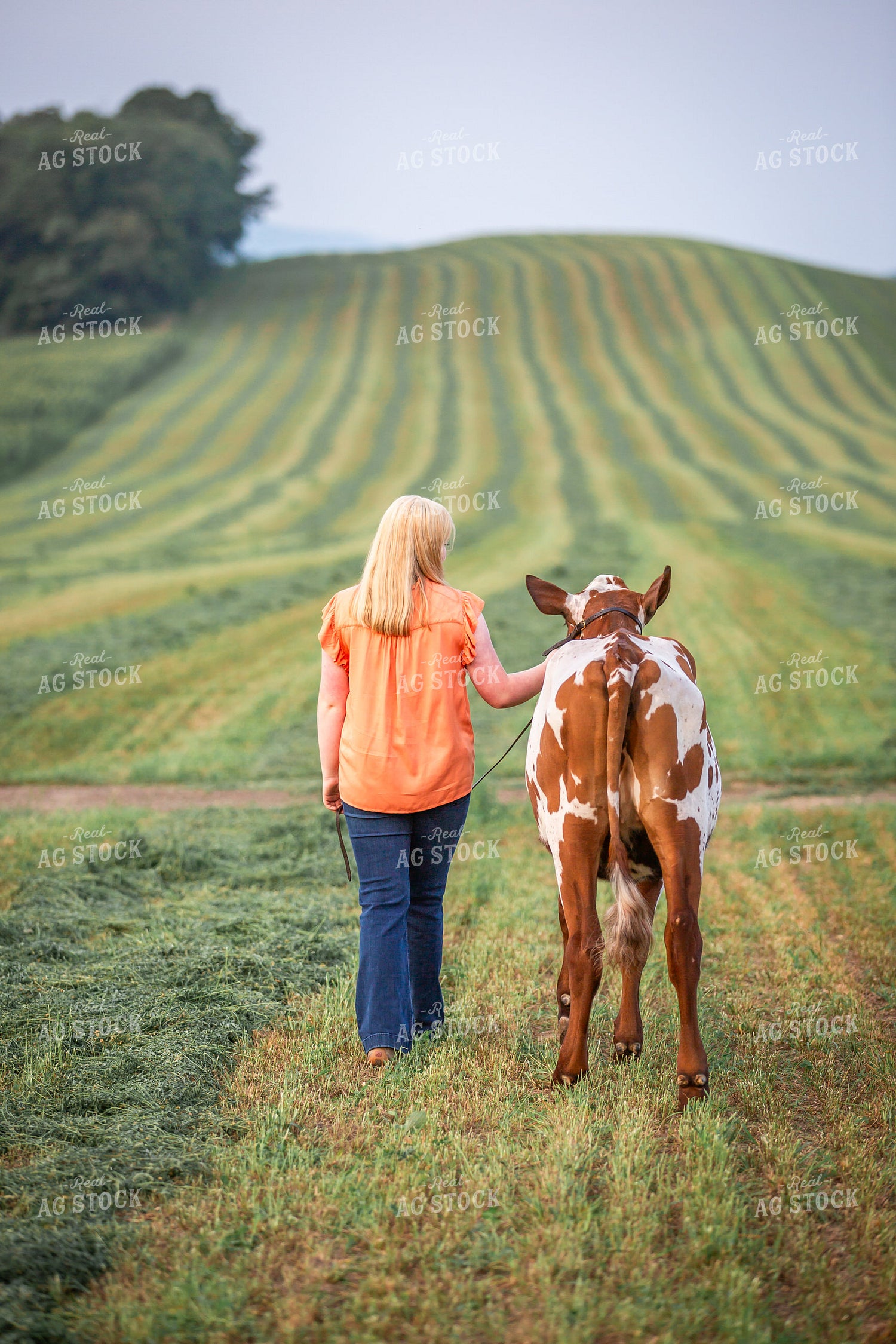 Farm Kid with Show Cow 270307