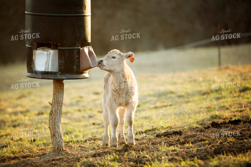 Calf - Charolais and Angus Cross 2277