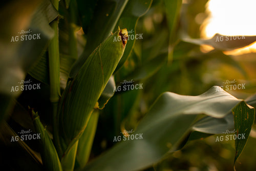 Corn - Mid-Season 2299