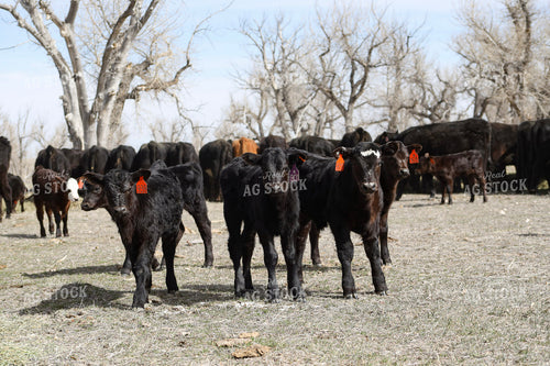 Angus Calves 117220