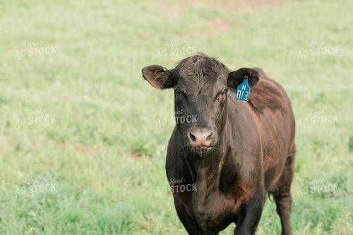 Cow in Green Pasture 53077