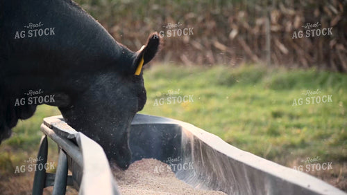 Cattle Eating Corn Feed at Pasture - 370