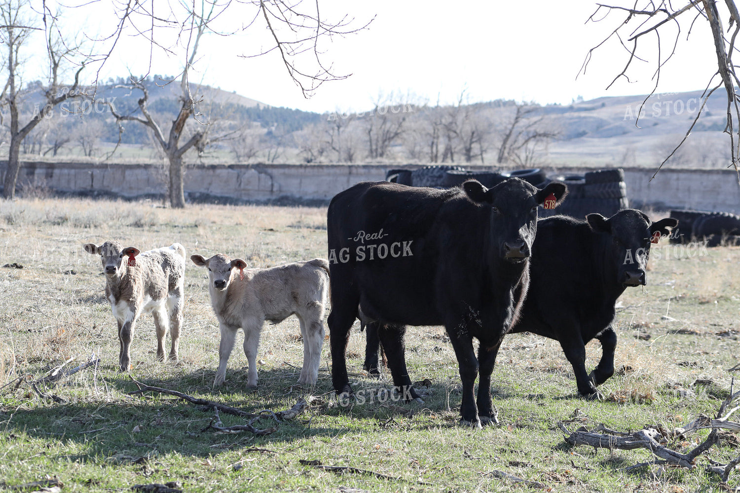 Cow Calf Pairs 117224